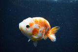 Milk Cow Ranchu  Sakura 3.5 Inch (ID#1018R9a-71) Free2Day SHIPPING