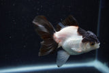 Juvenile Thai Oranda  Panda 3.5 Inch (ID#1224To12c-76) Free2Day SHIPPING