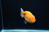 Ranchu  Sakura 3.5 Inch (ID#1206R1c-2) Free2Day SHIPPING