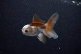 Baby Thai Oranda  Tricolor 3 Inch (ID#1112ToPTA-28) Free2Day SHIPPING