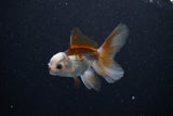 Baby Thai Oranda  Tricolor 3 Inch (ID#1112ToPTA-28) Free2Day SHIPPING