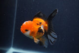 Juvenile Thai Oranda  Tricolor 3.5 Inch (ID#1227To13b-75) Free2Day SHIPPING