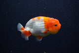Juvenile Lionchu  Red White 3.5 Inch (ID#221R11b-14) Free2Day SHIPPING