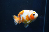 Milk Cow Ranchu  Sakura 3.5 Inch (ID#1018R9a-71) Free2Day SHIPPING