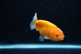 Ranchu  Sakura 3.5 Inch (ID#1206R1c-2) Free2Day SHIPPING