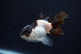 Juvenile Thai Oranda  Panda 3.5 Inch (ID#1224To12c-76) Free2Day SHIPPING