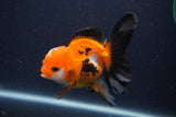 Juvenile Thai Oranda  Tricolor 3.5 Inch (ID#1227To13b-75) Free2Day SHIPPING