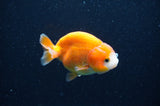 Baby Ranchu  Red White 3 Inch (ID#415R9c-31) Free2Day SHIPPING