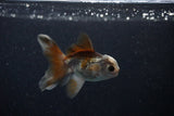 Baby Thai Oranda  Tricolor 3 Inch (ID#1112ToPTA-28) Free2Day SHIPPING