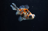 Butterfly  Calico 3.5 Inch (ID#311B8b-38) Free2Day SHIPPING