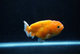 Ranchu  Sakura 3.5 Inch (ID#1206R1c-2) Free2Day SHIPPING