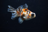 Butterfly  Calico 3.5 Inch (ID#311B8b-38) Free2Day SHIPPING