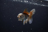 Baby Thai Oranda  Tricolor 3 Inch (ID#1112ToPTA-28) Free2Day SHIPPING