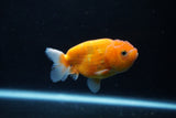 Ranchu  Sakura 3.5 Inch (ID#1206R1c-2) Free2Day SHIPPING