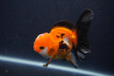 Juvenile Thai Oranda  Tricolor 3.5 Inch (ID#1227To13b-75) Free2Day SHIPPING