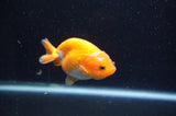 Baby Ranchu  Red White 3 Inch (ID#415R9c-32) Free2Day SHIPPING