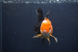 Juvenile Thai Oranda  Tricolor 3.5 Inch (ID#1227To13b-75) Free2Day SHIPPING