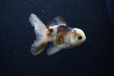 Juvenile Thai Oranda  Tricolor 4 Inch (ID#1224To12c-77) Free2Day SHIPPING