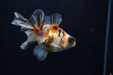 Butterfly  Calico 3.5 Inch (ID#311B8b-38) Free2Day SHIPPING