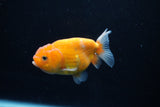 Ranchu  Sakura 3.5 Inch (ID#1206R1c-2) Free2Day SHIPPING