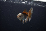 Baby Thai Oranda  Tricolor 3 Inch (ID#1112ToPTA-28) Free2Day SHIPPING