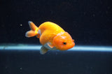 Baby Ranchu  Red White 3 Inch (ID#415R9c-32) Free2Day SHIPPING