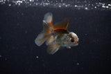 Baby Thai Oranda  Tricolor 3 Inch (ID#1112ToPTA-28) Free2Day SHIPPING