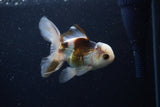 Juvenile Thai Oranda  Tricolor 4 Inch (ID#1224To12c-77) Free2Day SHIPPING