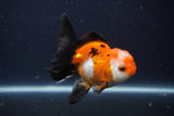 Juvenile Thai Oranda  Tricolor 3.5 Inch (ID#1227To13b-75) Free2Day SHIPPING