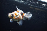 Butterfly  Calico 3.5 Inch (ID#311B8b-38) Free2Day SHIPPING