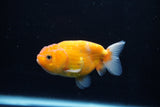 Ranchu  Sakura 3.5 Inch (ID#1206R1c-2) Free2Day SHIPPING