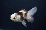 Juvenile Thai Oranda  Tricolor 4 Inch (ID#1224To12c-77) Free2Day SHIPPING