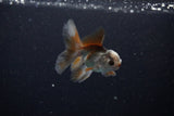 Baby Thai Oranda  Tricolor 3 Inch (ID#1112ToPTA-28) Free2Day SHIPPING