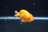 Baby Ranchu  Red White 3 Inch (ID#415R9c-32) Free2Day SHIPPING
