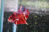 Giant Nemo Koi Galaxy  Plakat Male Betta (ID#801-M100) Free2Day SHIPPING