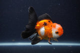 Juvenile Thai Oranda  Tricolor 3.5 Inch (ID#1227To13b-75) Free2Day SHIPPING