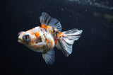 Butterfly  Calico 3.5 Inch (ID#311B8b-38) Free2Day SHIPPING