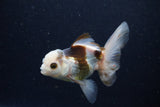 Juvenile Thai Oranda  Tricolor 4 Inch (ID#1224To12c-77) Free2Day SHIPPING