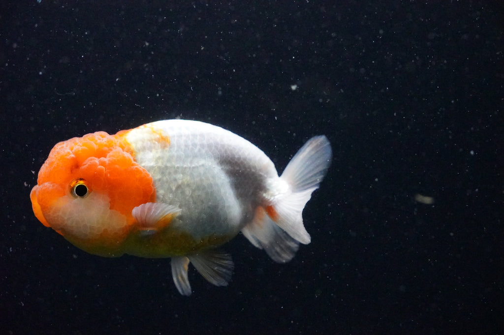 Cá Betta Red Galaxy: Tìm Hiểu Đặc Điểm, Cách Nuôi và Giá Bán