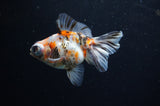 Butterfly  Calico 3.5 Inch (ID#311B8b-38) Free2Day SHIPPING