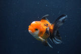 Juvenile Thai Oranda  Tricolor 3.5 Inch (ID#1227To13b-75) Free2Day SHIPPING