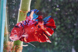 Giant Nemo Koi Galaxy  Plakat Male Betta (ID#801-M100) Free2Day SHIPPING