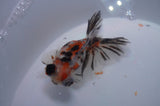 Butterfly  Calico 3.5 Inch (ID#311B8b-38) Free2Day SHIPPING