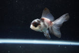 Baby Thai Oranda  Panda 3 Inch (ID#1112ToPTA-29) Free2Day SHIPPING