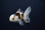 Juvenile Thai Oranda  Tricolor 4 Inch (ID#1224To12c-77) Free2Day SHIPPING