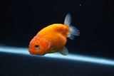 Ranchu  Sakura 3 Inch (ID#1206R1c-3) Free2Day SHIPPING