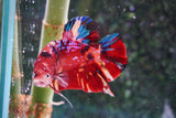 Giant Nemo Koi Galaxy  Plakat Male Betta (ID#801-M100) Free2Day SHIPPING