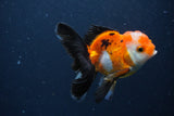 Juvenile Thai Oranda  Tricolor 3.5 Inch (ID#1227To13b-75) Free2Day SHIPPING