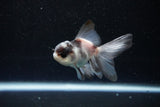 Baby Thai Oranda  Panda 3 Inch (ID#1112ToPTA-29) Free2Day SHIPPING