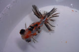 Butterfly  Calico 3.5 Inch (ID#311B8b-38) Free2Day SHIPPING